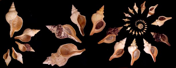 Triplofusus giganteus growth series