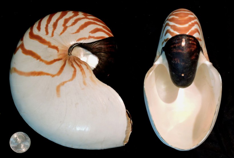 Nautilus pompilius picture 1
