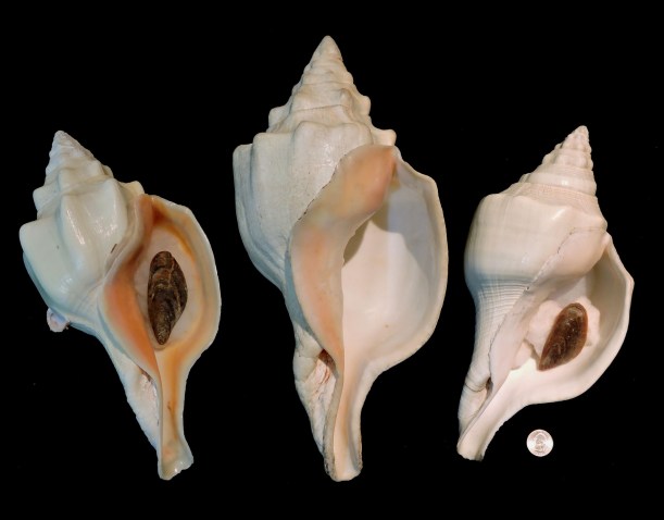 Turbinella angulata picture 2