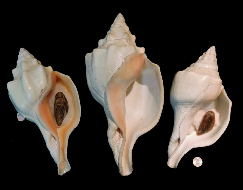 Turbinella angulata picture 2